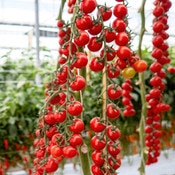 West Coast Seeds Cherry Tomato